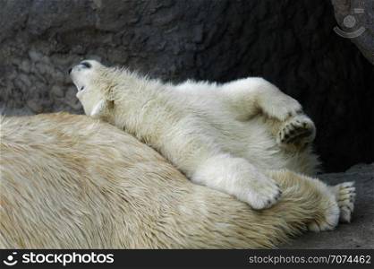 Animals: playful polar bear cub having a rest at his mom back. Polar bear cub with his mother