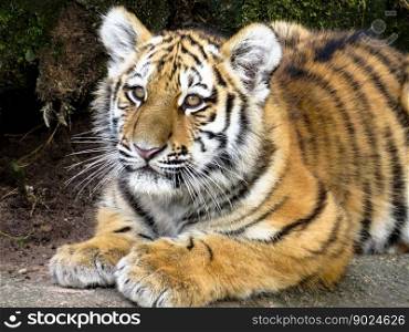 animals tiger predator cub