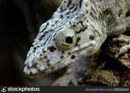 Animals: young Chamaeleolis barbatus&#xA;(False Chameleon), close-up portrait, on dark background