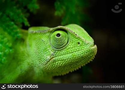 Animals: young green Cape dwarf chameleon, Bradypodion pumilum, looking up, close-up portrait, on dark background