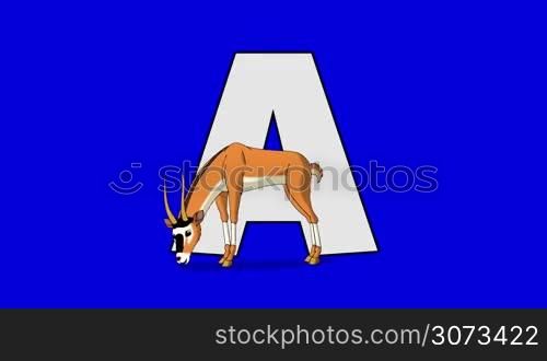 Animated animal alphabet. HD footage with chroma key. Animal in a foreground of letter.