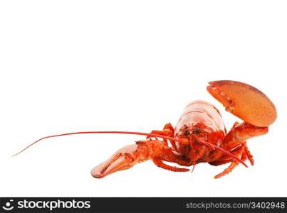 Animated cooked lobster, waving hello. Shot on white background.