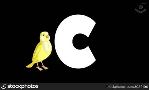 Animated zoological English alphabet. Alpha matte motion graphic. Cartoon Canary in a foreground of a letter C