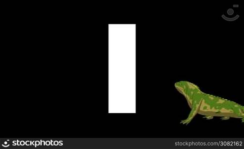 Animated zoological English alphabet. Alpha matte motion graphic. Cartoon Iguana in a foreground of a letter I