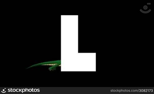 Animated zoological English alphabet. Alpha matte motion graphic. Cartoon Lizard in a background of a letter L