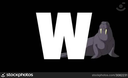 Animated zoological English alphabet. Alpha matte motion graphic. Cartoon Walrus in a background of a letter W