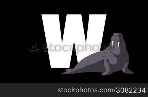 Animated zoological English alphabet. Alpha matte motion graphic. Cartoon Walrus in a foreground of a letter W