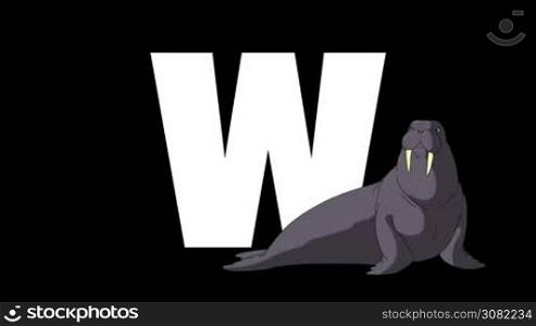Animated zoological English alphabet. Alpha matte motion graphic. Cartoon Walrus in a foreground of a letter W