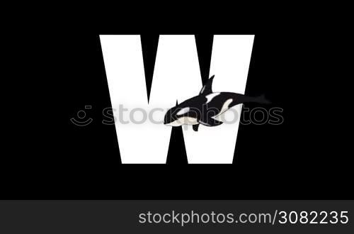 Animated zoological English alphabet. Alpha matte motion graphic. Cartoon Whale in a foreground of a letter W