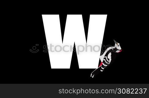 Animated zoological English alphabet. Alpha matte motion graphic. Cartoon Woodpecker in a background of a letter W