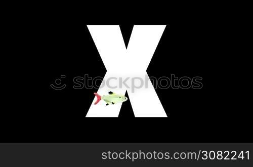 Animated zoological English alphabet. Alpha matte motion graphic. Cartoon X-ray fish in a foreground of a letter X