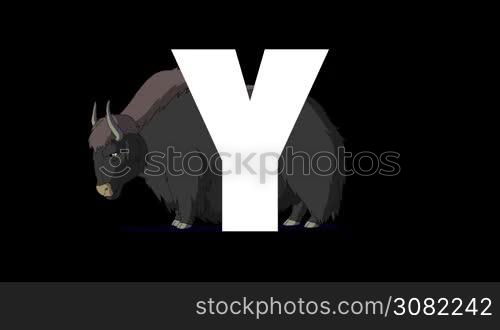 Animated zoological English alphabet. Alpha matte motion graphic. Cartoon Yak in a background of a letter Y