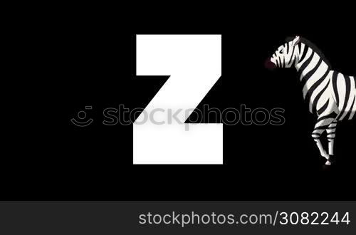 Animated zoological English alphabet. Alpha matte motion graphic. Cartoon Zebra in a foreground of a letter Z