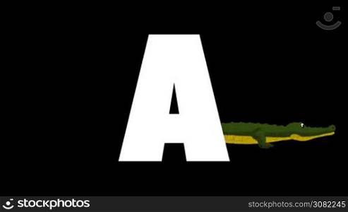Animated zoological English alphabet. Alpha matte motion graphic. Cartoon alligator in a background of a letter A