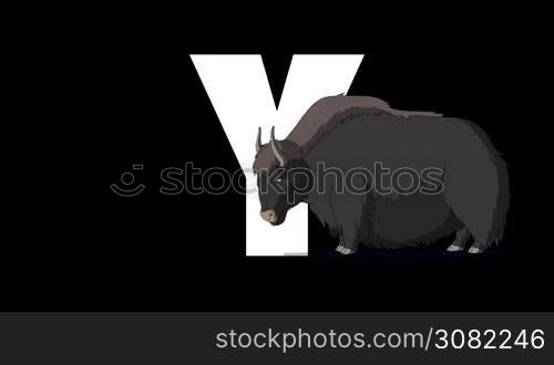 Animated zoological English alphabet. Alpha matte motion graphic. Cartoon Yak in a foreground of a letter Y