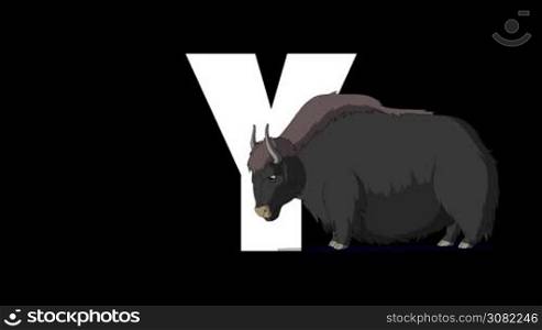 Animated zoological English alphabet. Alpha matte motion graphic. Cartoon Yak in a foreground of a letter Y