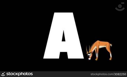 Animated zoological English alphabet. Alpha matte motion graphic. Cartoon Antelope in a foreground of a letter A