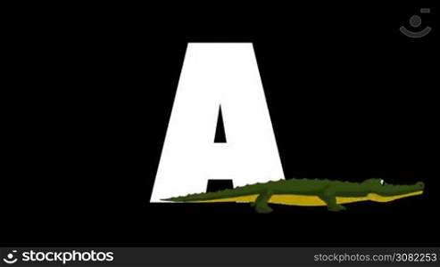 Animated zoological English alphabet. Alpha matte motion graphic. Cartoon alligator in a foreground of a letter A