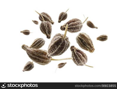 Anise seeds levitate on a white background.. Anise seeds levitate on a white background