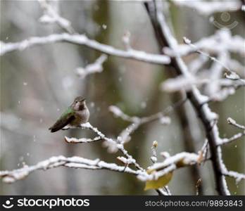 Anna s Hummingbird perched on snow covered tree branch 