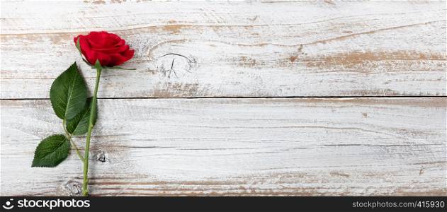Anniversary background with a single red rose on white rustic wood