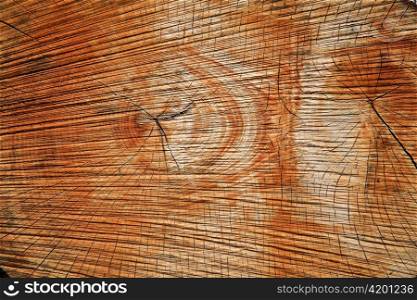 annual rings on an old tree trunk. structure of wood