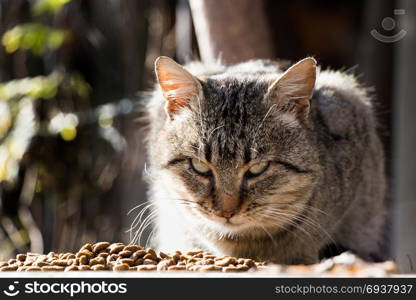 Another portrait of the homeless street cat