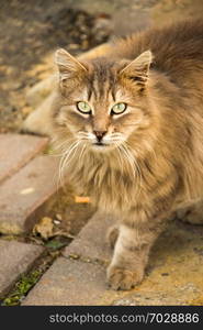 Another portrait of the homeless street cat