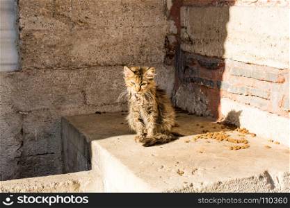 Another portrait of the miserable homeless street cat