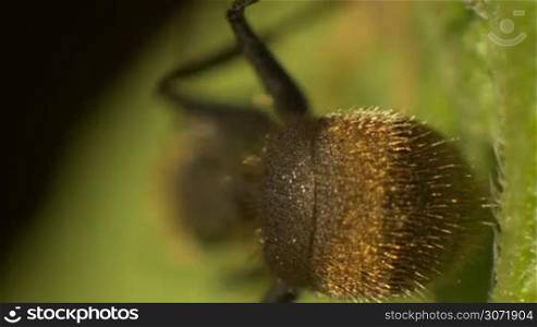 Ant Abdomen