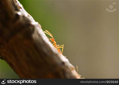 Ant action standing on tree branch / Close up fire ant walk macro shot insect in nature red ant is very small selective focus and free space