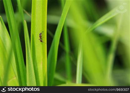 Ant crawling on a blade of grass