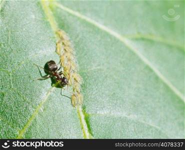 ant extracting honeydew from aphids group on leaf of walnut tree close up