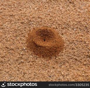 Ant hill created in sand and forming a volcano like structure