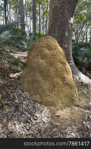 Ant hill in NSW, Australia
