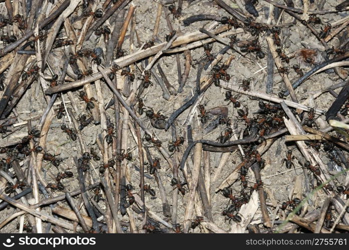 Ant hill (it is photographed close up in second half of day)