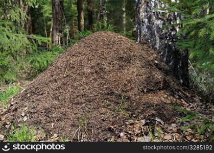 Ant hill near birch trunk in spring forest