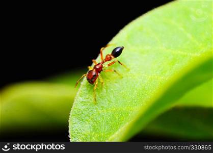 Ant mimic spider, Myrmarachne sp, Satara district, Maharashtra, India. Ant mimic spider, Myrmarachne sp, Satara district, Maharashtra, India.