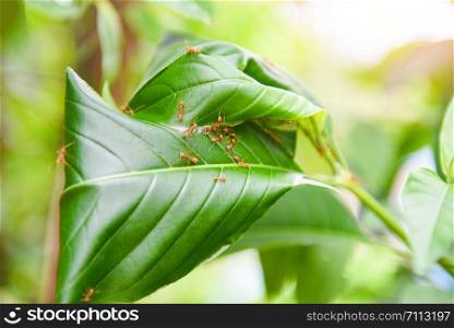 Ant nest on the tree / Red ants working weaver nest with green leaves on the nature forest on summer