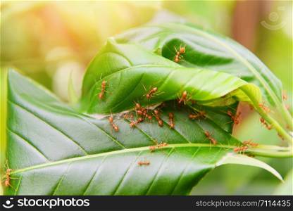 Ant nest on the tree / Red ants working weaver nest with green leaves on the nature forest on summer