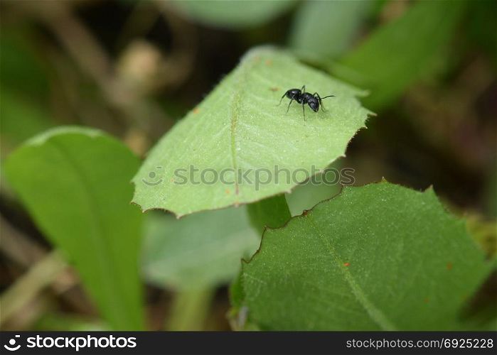 Ant on green leaf insect macro abstract nature background.