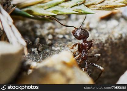 Ant outside in the garden. Ant outside in the garden close-up