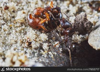Ant removes the dead ants. Ant removes the dead ants from entering the hole