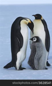 Antarctica, Weddel Sea, Atka Bay, Emperor Penguin Family