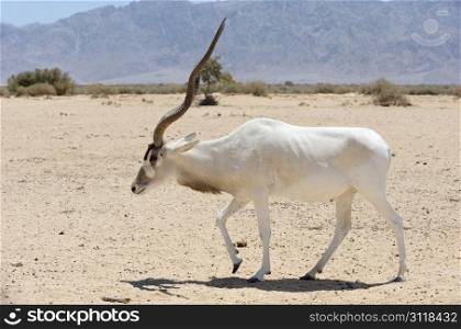 Antelope Addax in the reserve Hai-Bar Yotvata in southern Israel.