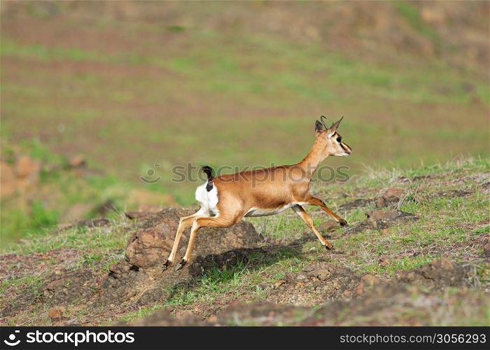 Antelope Chinkara running at Saswad, Maharashtra, India