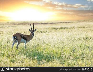 antelope Gemsbok