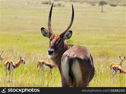 antelope Gemsbok