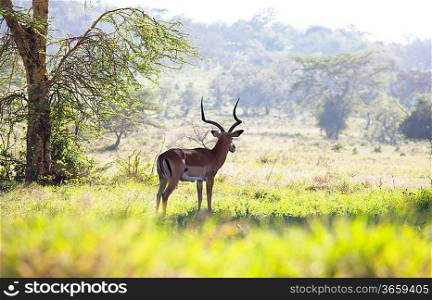 antelope gnu crowd