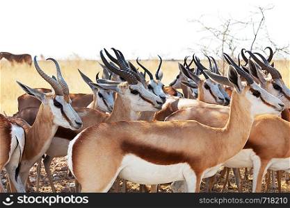 antelope gnu crowd